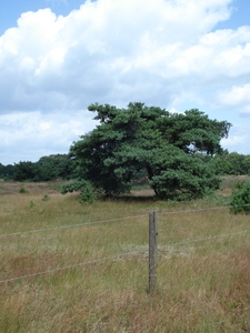 De Heide