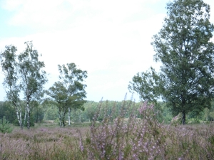 Nog Heide