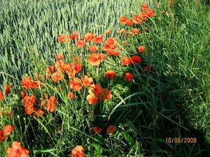 mijn lievelingsbloemen