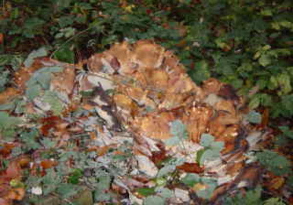 DSC02710