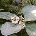hosta sieboldiana