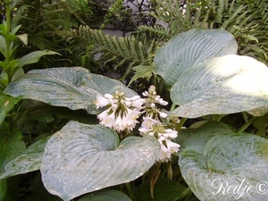 hosta sieboldiana