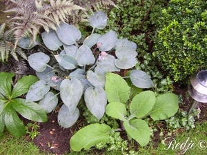 hosta halcyon