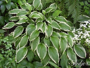 bonte Hosta