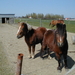 Paarden