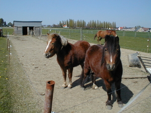 Paarden