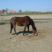 Knol