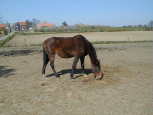 Knol