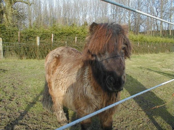 Pony