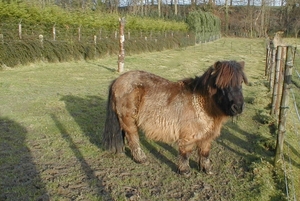 Pony