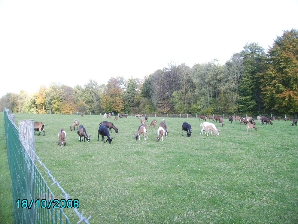 geitjes in Nafraiture