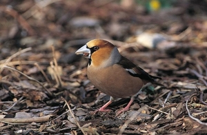 Appelvink_Coccothraustes-coccothraustes