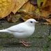 Albino heggemus_Prunella modularis