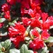 Rhododendron in bloei
