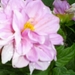 Dahlia