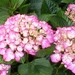 Hortensia