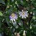 Passieflora