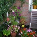 Plantenhoekje