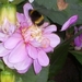 De nectar lokt!