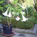 Brugmansia wit
