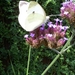 Vlinder op verbena