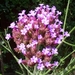 Verbena