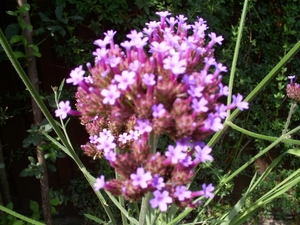 Verbena