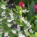 Bruidsbloem en canna