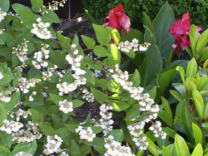 Bruidsbloem en canna