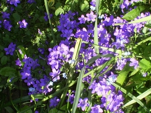 Campanulla