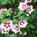 hibiscus juli 2005-3 (Small)