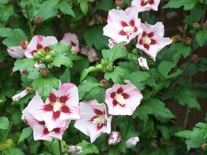 hibiscus juli 2005-3 (Small)