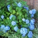 hortensia blauw juli 2005-1 (Small)