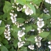 Deutzia, lieflijk wit
