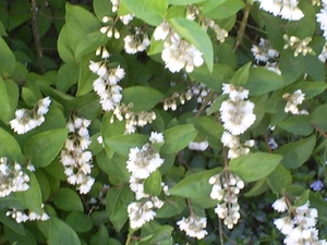 Deutzia, lieflijk wit