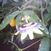 Passieflora en vrucht
