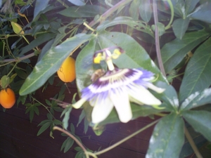 Passieflora en vrucht