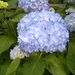 Hortensia blauw