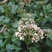 viburnum_t_1