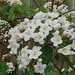 viburnum_t_3