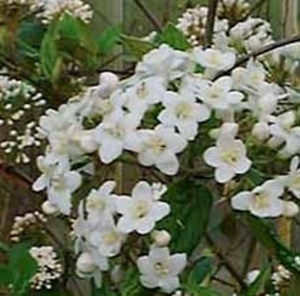 viburnum_t_3