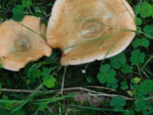 P1000381