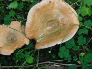 P1000382