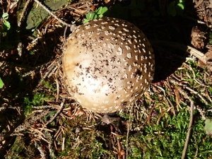 P1000372