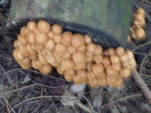 P1000367