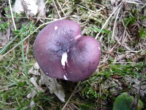 P1000323