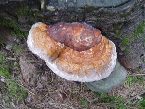 P1000294