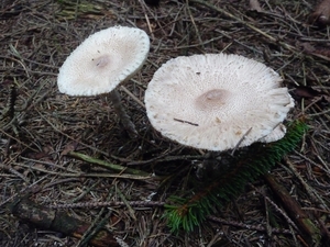 P1000242