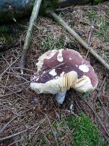 P1000291
