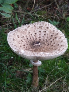 P1000268